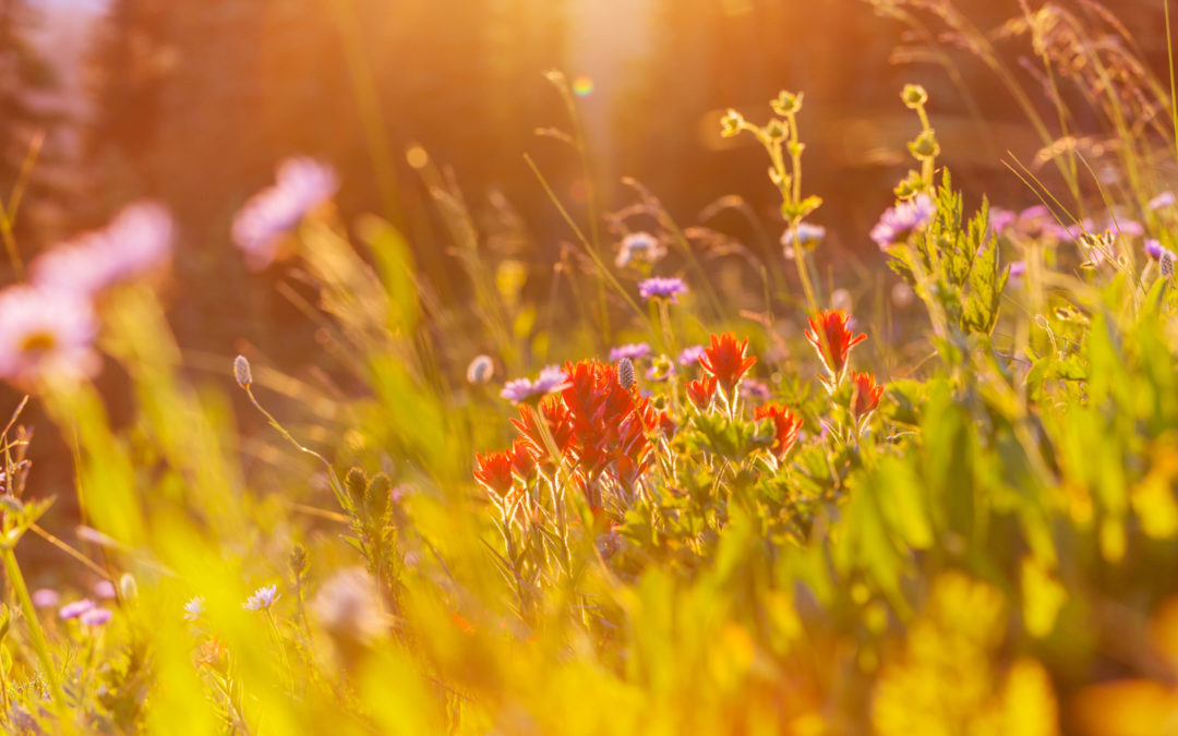 Découverte  des plantes et Fleurs comestibles